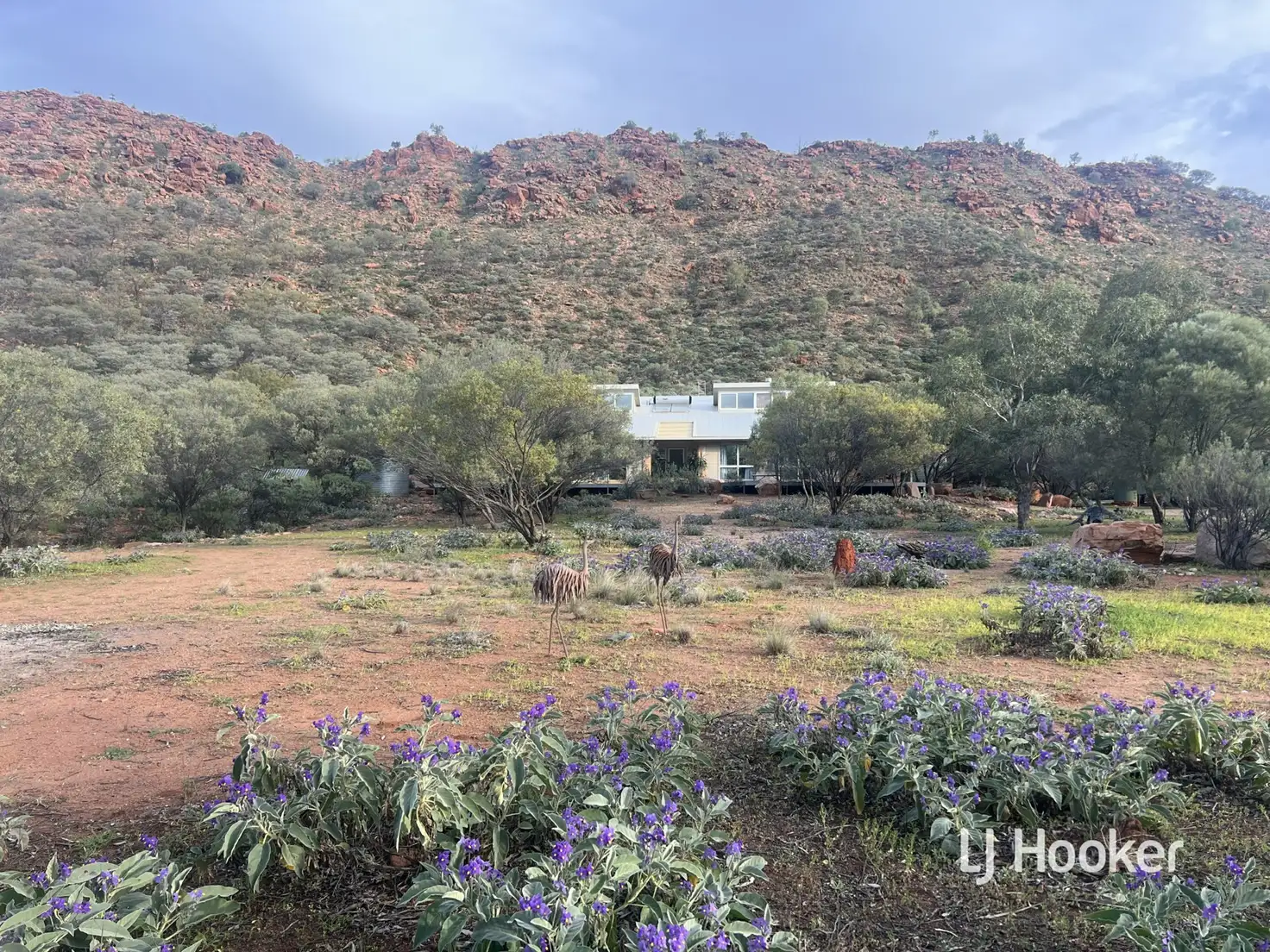 Main view of Homely rural property listing, 989 Ilparpa Road, White Gums NT 870