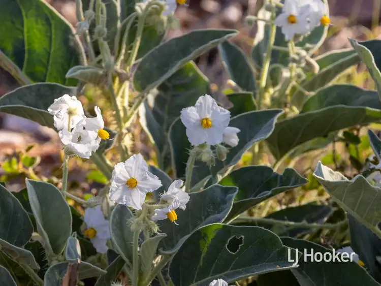 Second view of Homely rural property listing, 989 Ilparpa Road, White Gums NT 870