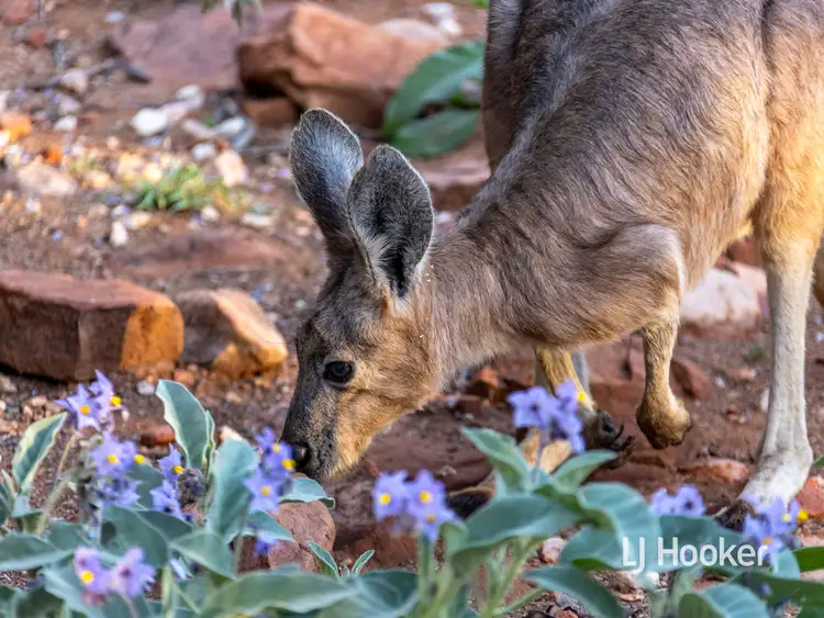 Third view of Homely rural property listing, 989 Ilparpa Road, White Gums NT 870