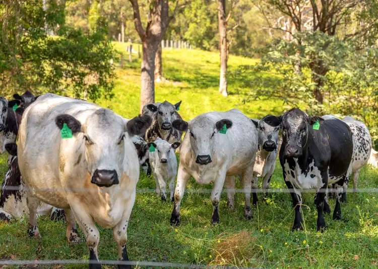 Fourth view of Homely rural property listing, 89 & 149 Factory Road, Mitchells Island NSW 2430