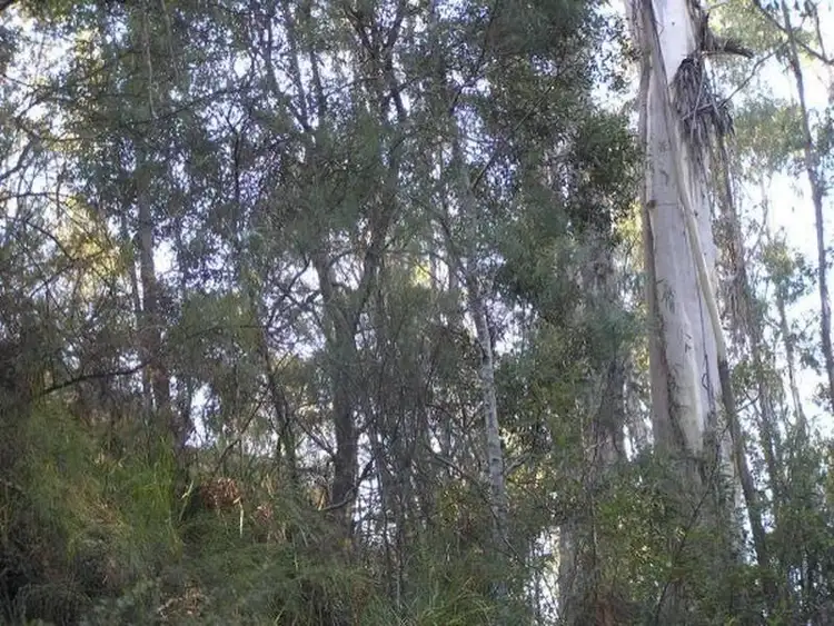 Third view of Homely rural property listing, 3019 Monaro Highway, Chandlers Creek VIC 3890
