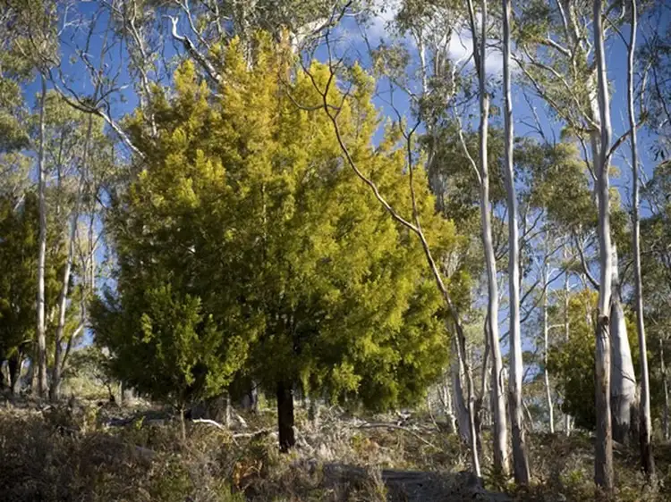 Second view of Homely land listing, 1190 Marked Tree Road, Hollow Tree TAS 7140