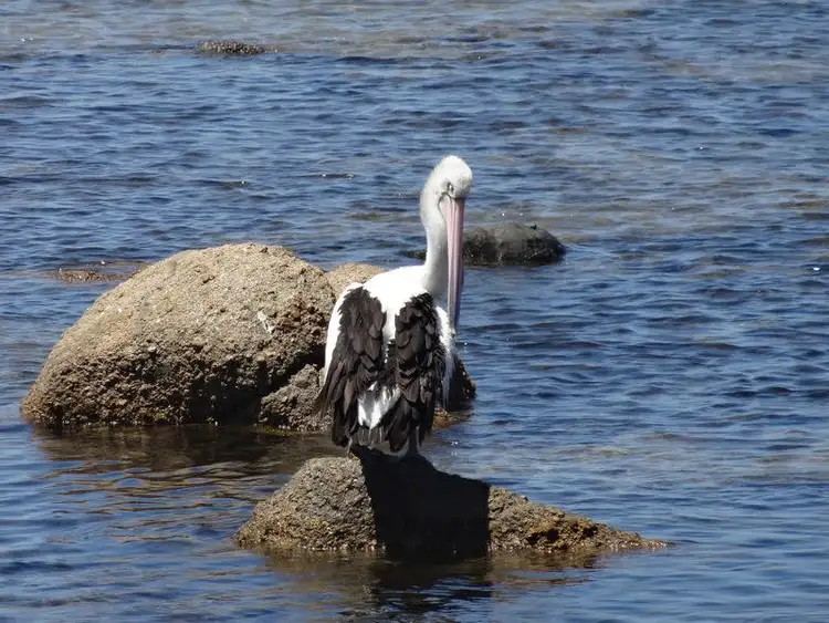 Seventh view of Homely land listing, 3 Cygnet Court, Encounter Bay SA 5211