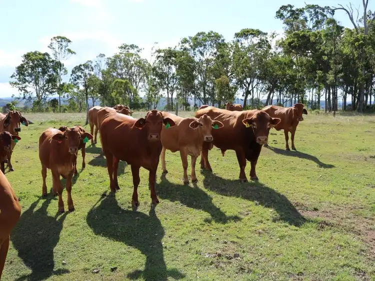 Fifth view of Homely rural property listing, 341 Bowman Road, Blackbutt QLD 4306