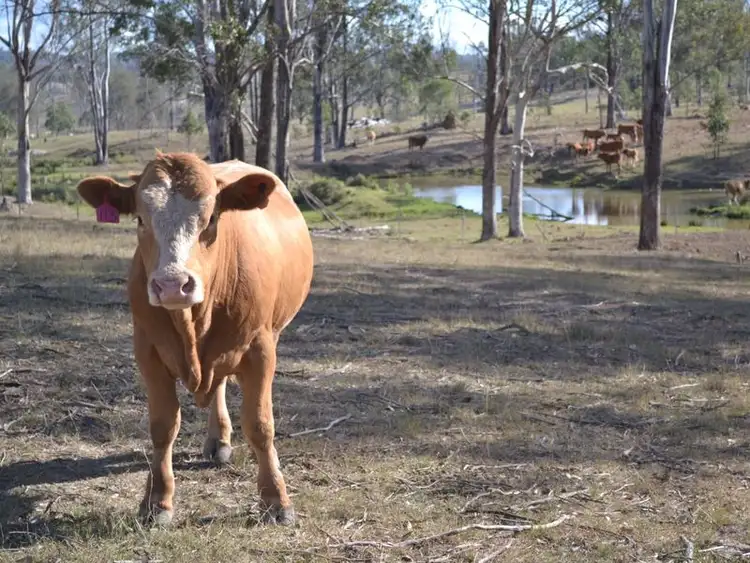 Fourth view of Homely rural property listing, 633 Esk Crows Nest Road, Esk QLD 4312