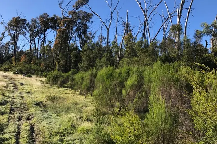 Main view of Homely land listing, 31 Torbreck Street, Taggerty VIC 3714