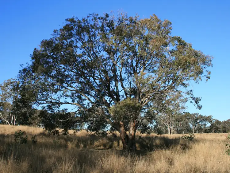 Sixth view of Homely rural property listing, Lot 5 Rabbit Fence Road, Dalveen QLD 4374