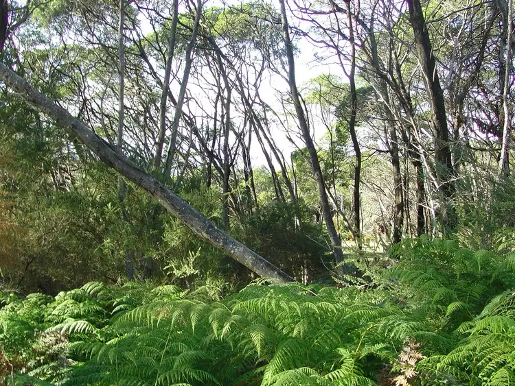 Fifth view of Homely land listing, 238 Harveys Farm Road, Bicheno TAS 7215