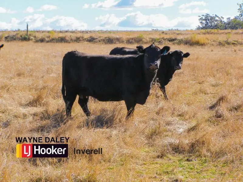 Main view of Homely rural property listing, 8263 Gwydir Highway, Inverell NSW 2360