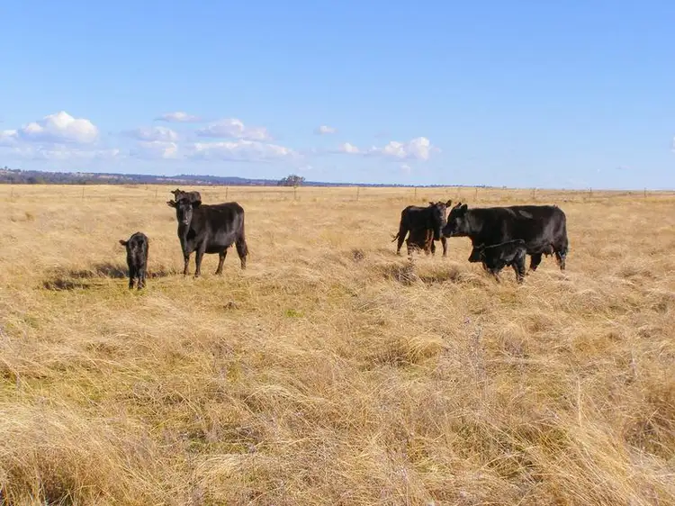 Third view of Homely rural property listing, 8263 Gwydir Highway, Inverell NSW 2360
