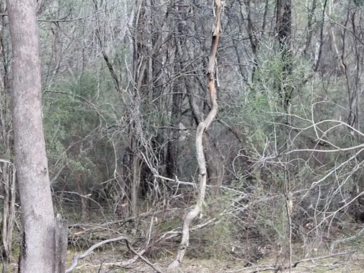 Fifth view of Homely rural property listing, Lot 2 DP 8 Gulf Rd, Emmaville NSW 2371