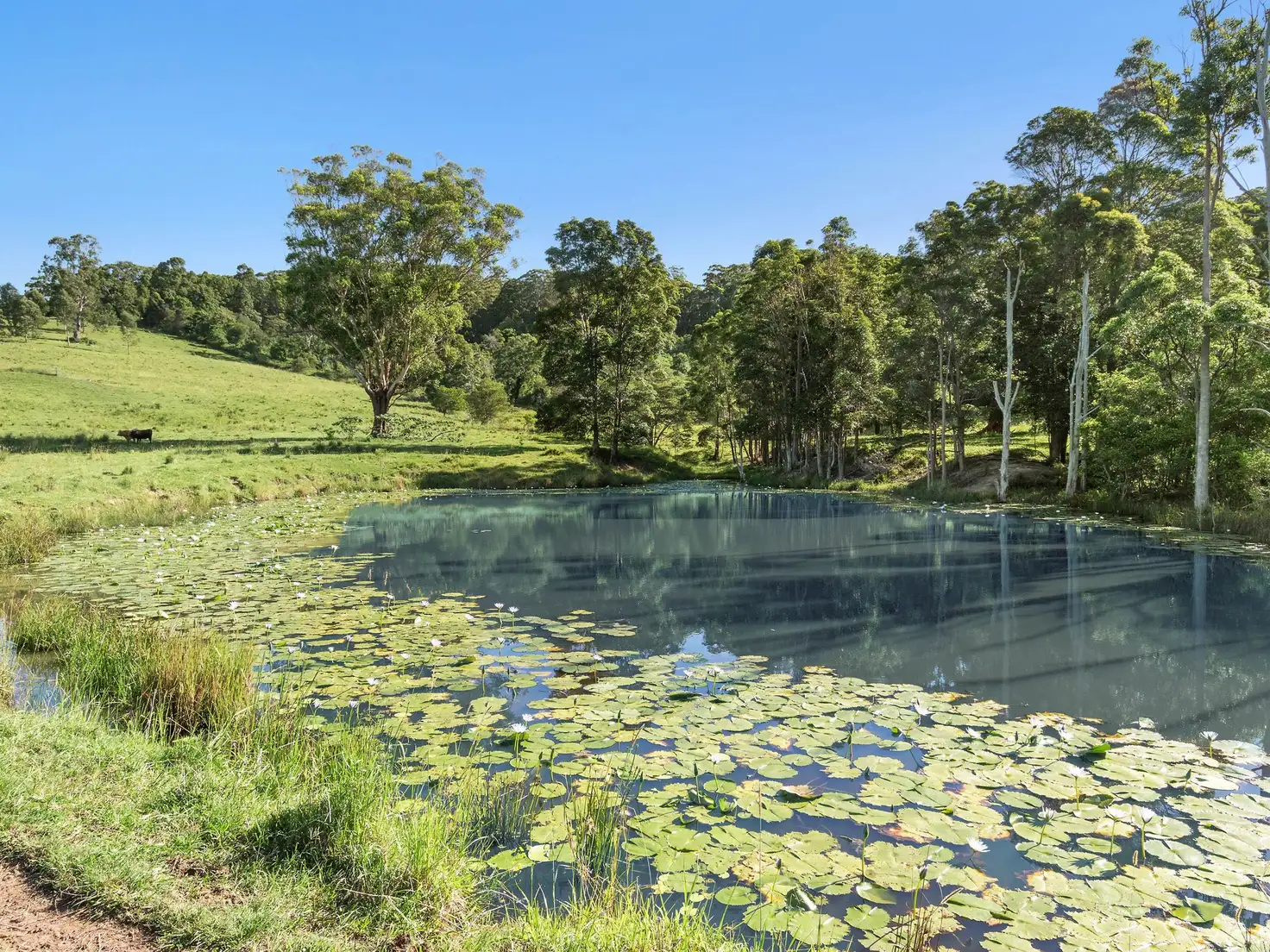 Main view of Homely rural property listing, 102 & 103 Thurgates Lane, Meerschaum Vale NSW 2477