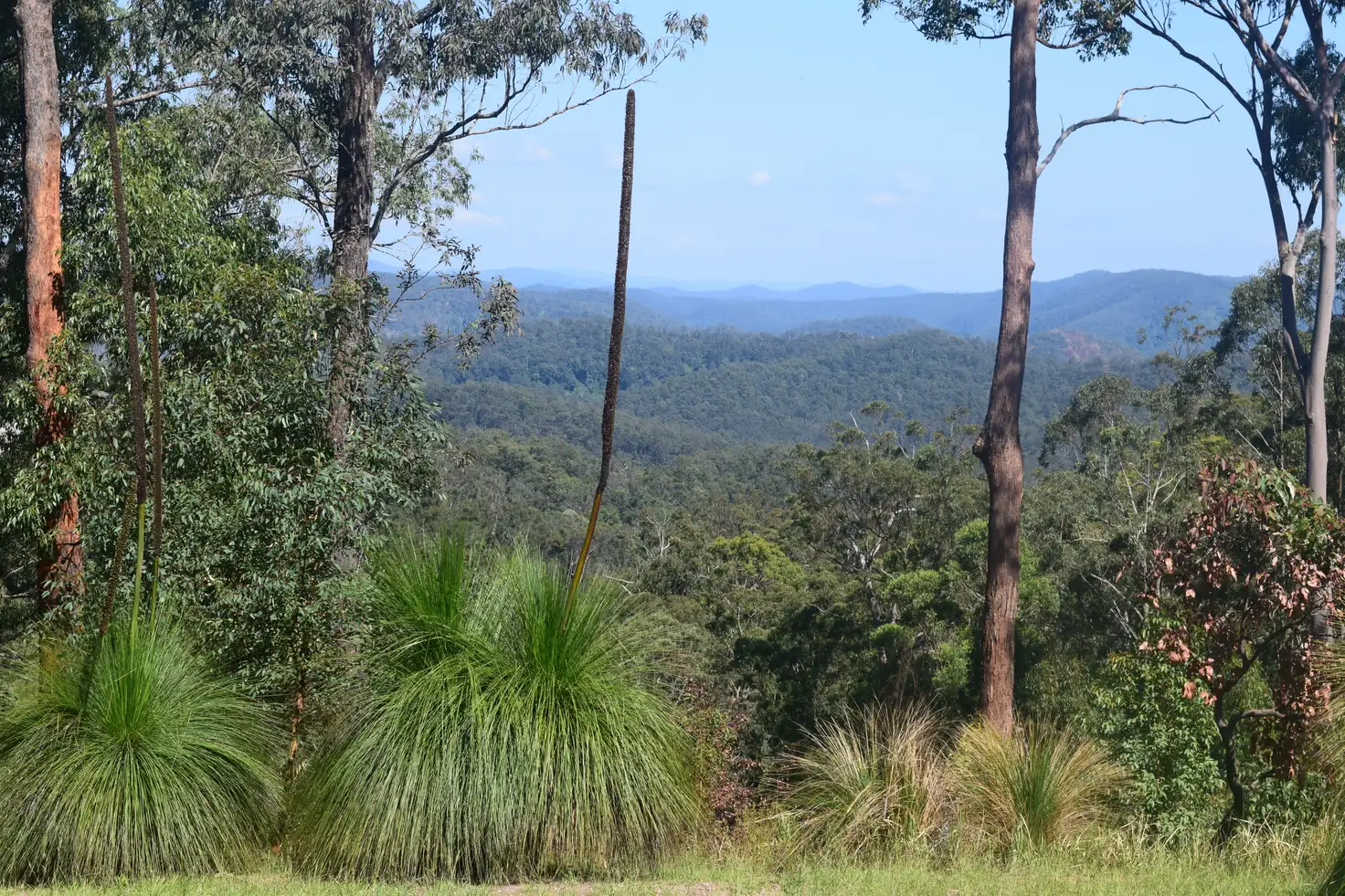 Main view of Homely rural property listing, 262 Black Mountain Road, Nymboida NSW 2460