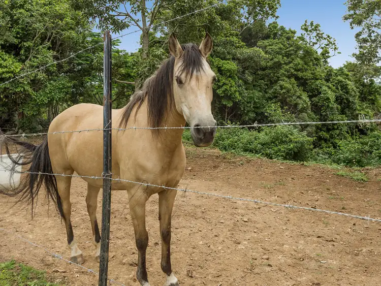 Fourth view of Homely rural property listing, 816 Upper Ormeau Road, Kingsholme QLD 4208
