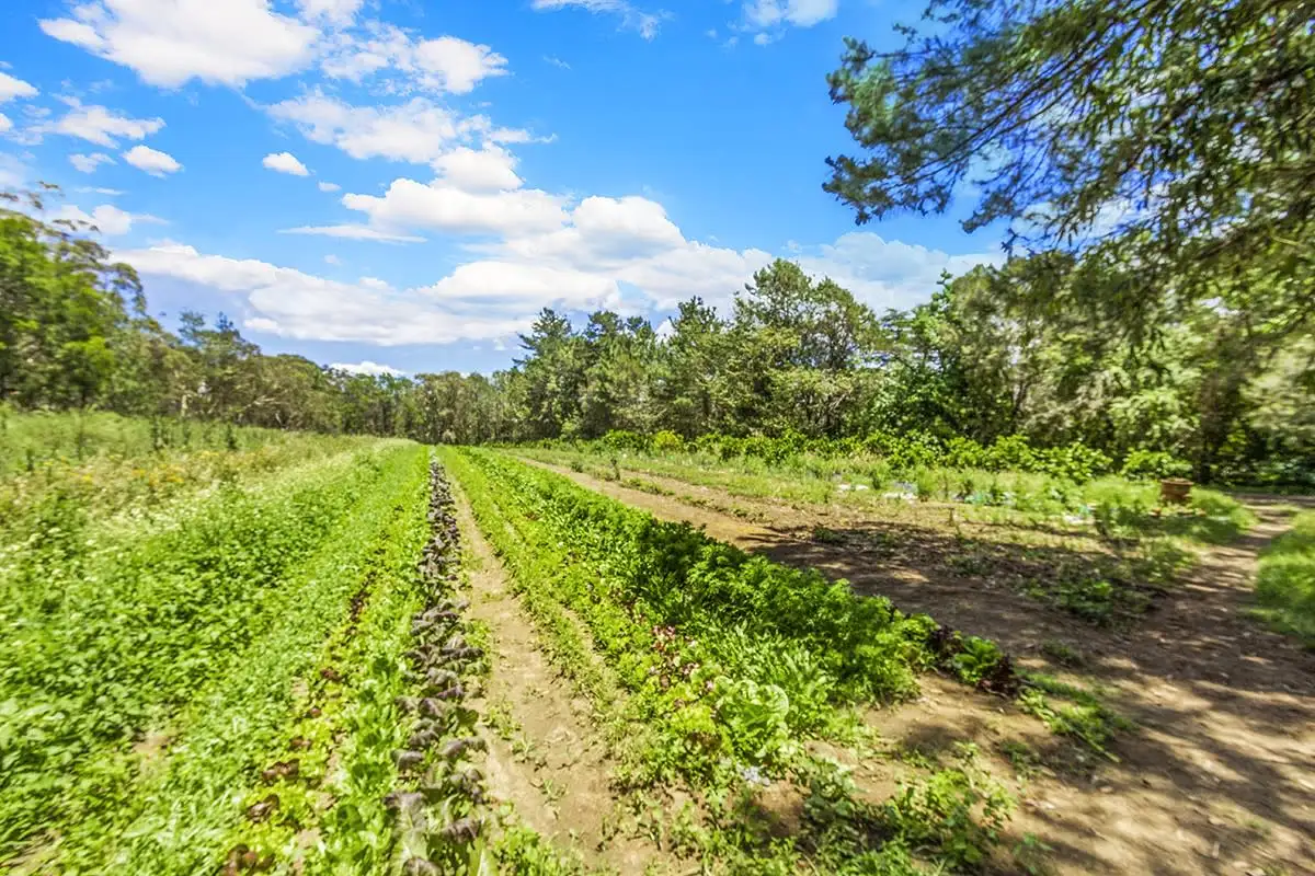 Main view of Homely rural property listing, 2905 Wisemans Ferry Road, Mangrove Mountain NSW 2250