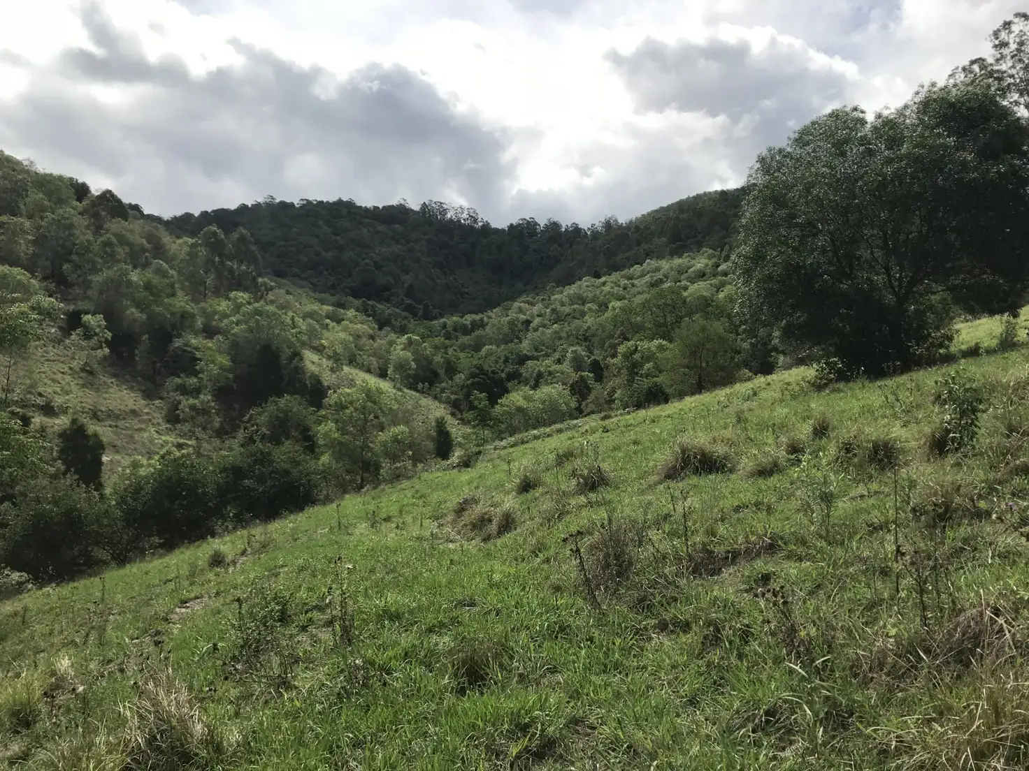 Main view of Homely rural property listing, 424 Paddock Creek Road, Caffreys Flat via, Wingham NSW 2429