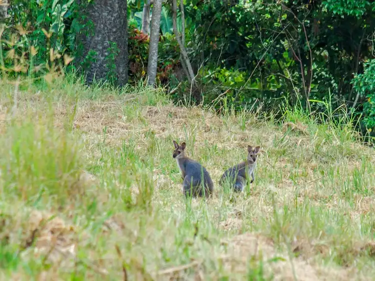 Seventh view of Homely land listing, 408 Mount Nimmel Road, Austinville QLD 4213