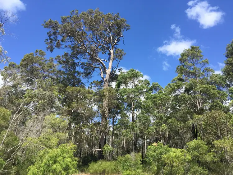 Seventh view of Homely rural property listing, 7002 Windy Harbour Road (Meerup), Northcliffe WA 6262