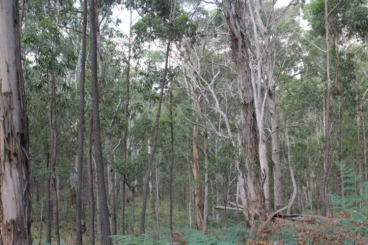 330 Wildwoods Rd, Wyndham NSW 2550