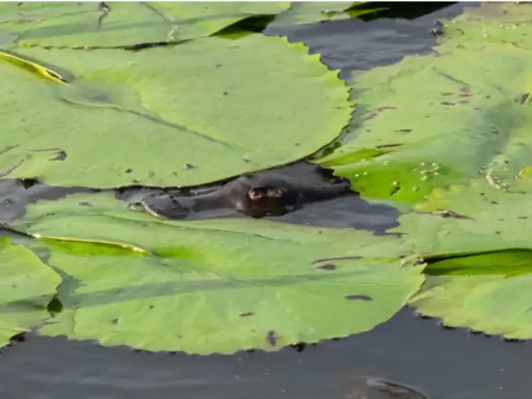 Seventh view of Homely rural property listing, 62 Munro Road, Dunoon NSW 2480