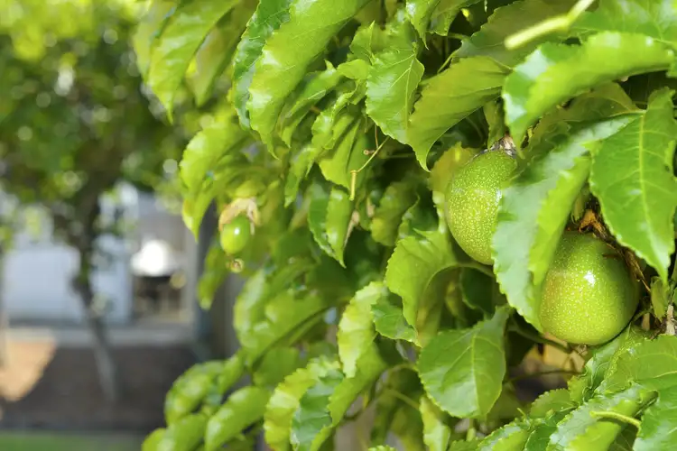 Fifth view of Homely house listing, 21 Sequoia Close, Elanora QLD 4221