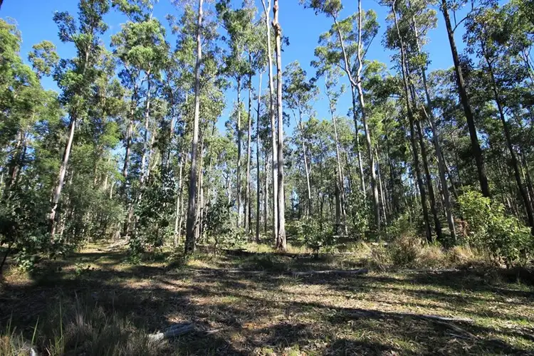 Seventh view of Homely rural property listing, 564 Glens Creek Road, Nymboida NSW 2460