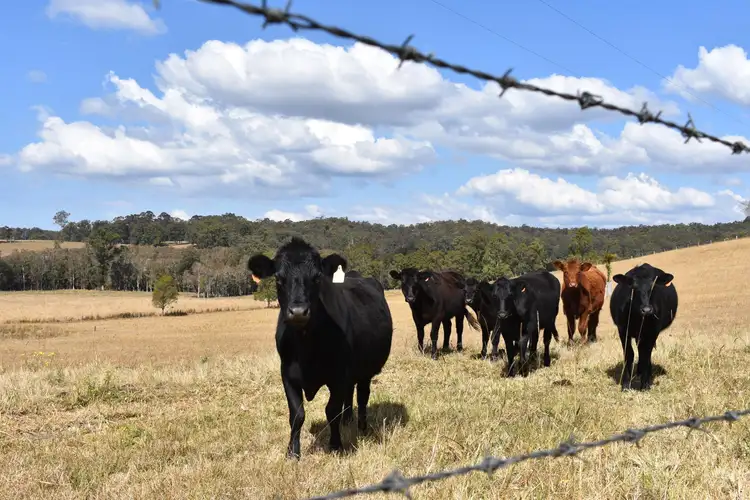 Third view of Homely rural property listing, 573 Taylors Arm Road, Congarinni NSW 2447