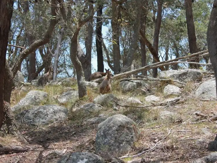Fourth view of Homely rural property listing, Lot 32 Skeleton Creek Rd, Glen Innes NSW 2370