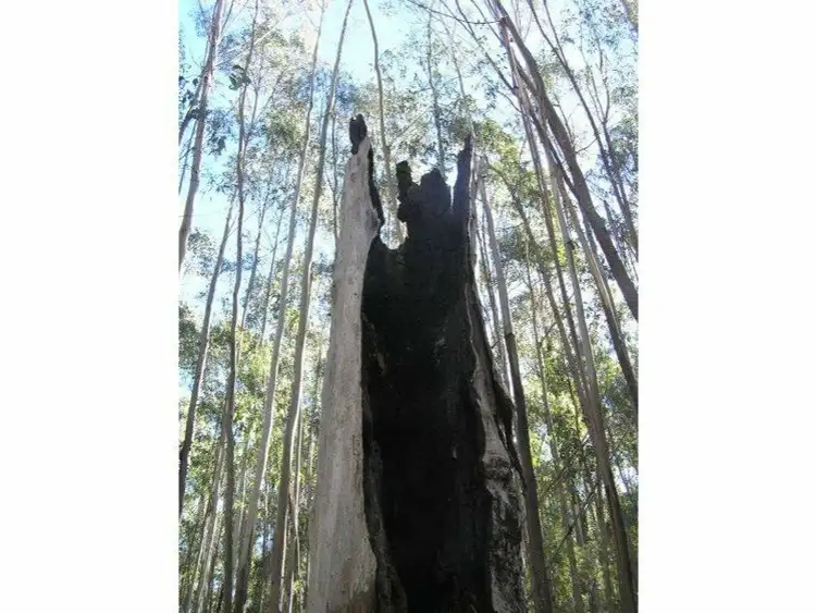 Second view of Homely land listing, 290 Fergusons Road, Buchan South VIC 3885
