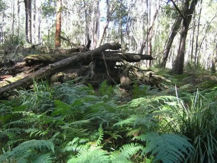 Third view of Homely land listing, 290 Fergusons Road, Buchan South VIC 3885