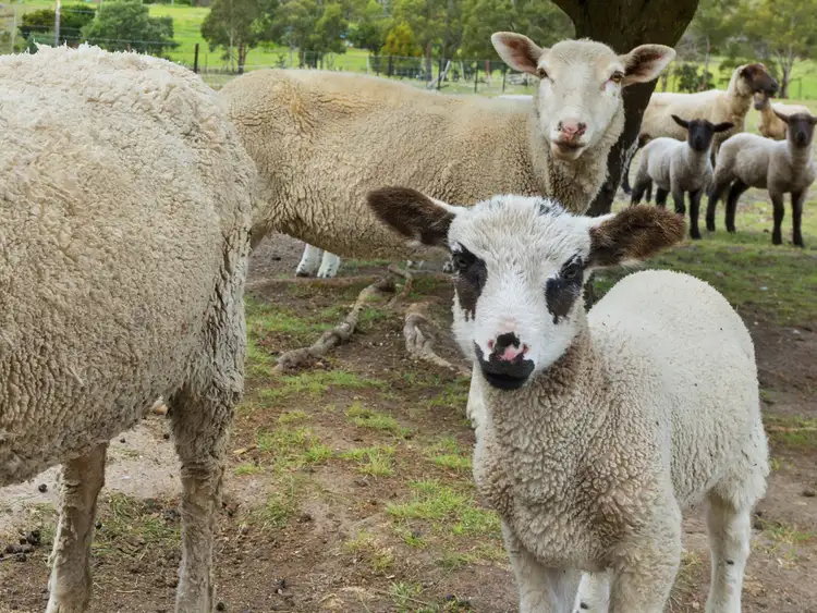 Fourth view of Homely house listing, 136 Molesworth Road, Malbina TAS 7140