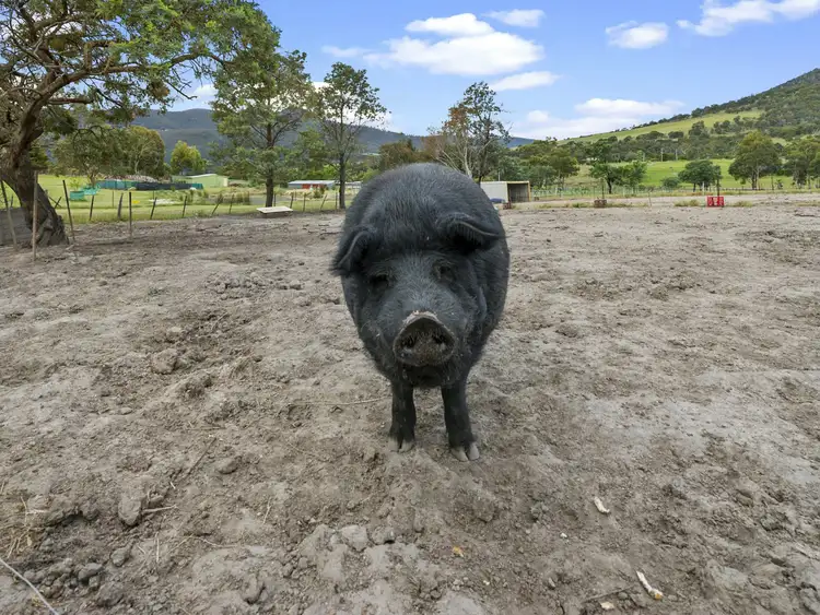 Fifth view of Homely house listing, 136 Molesworth Road, Malbina TAS 7140