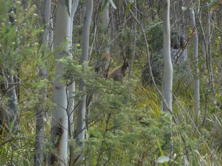 Third view of Homely land listing, 16-18 Lake View Road, Lake Leake TAS 7210