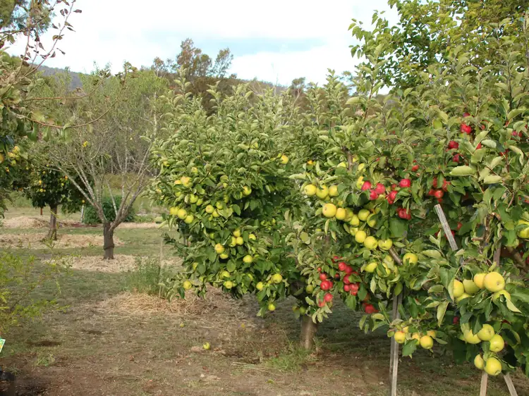 Sixth view of Homely house listing, 798 Old Coach Road, Cranbrook TAS 7190