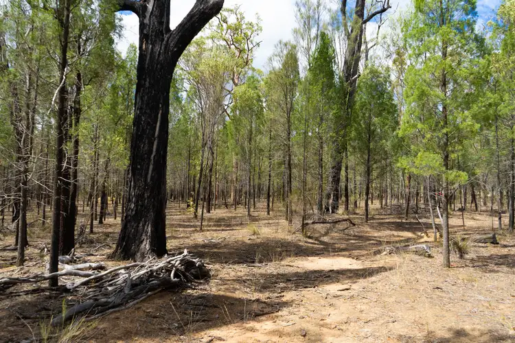 Fourth view of Homely rural property listing, 9 Bloodwood Avenue, Millmerran Woods QLD 4357