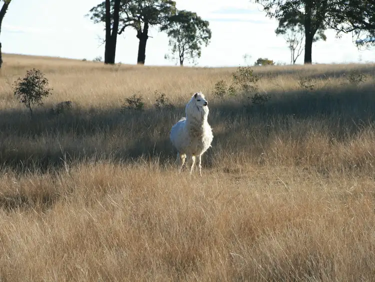 Seventh view of Homely rural property listing, Lot 236 Loloma Road, Warwick QLD 4370