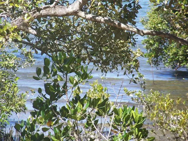 Sixth view of Homely land listing, 9 Goodsell Crescent, Lamb Island QLD 4184