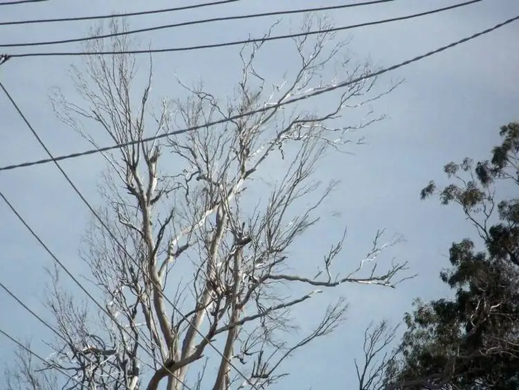 Sixth view of Homely land listing, 15 Shelly Crescent, Lamb Island QLD 4184