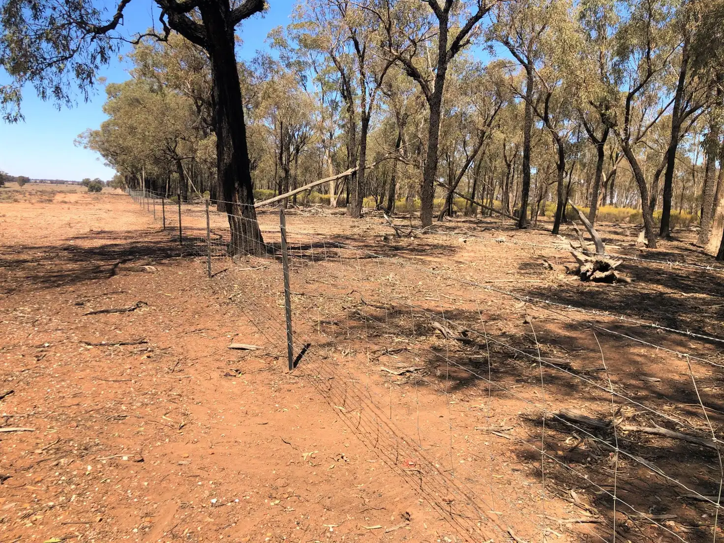 Main view of Homely rural property listing, 698 Wilga Ridge Road, Fifield NSW 2875