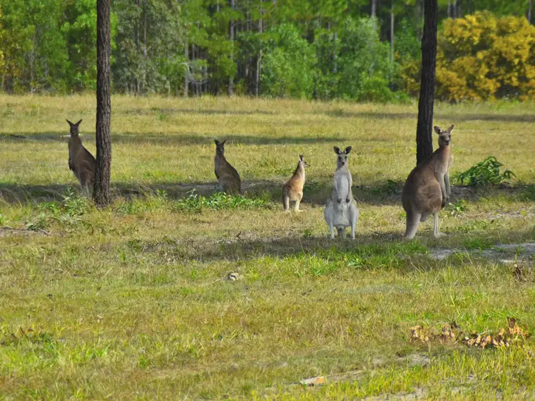 Fifth view of Homely land listing, 8 Tilpawai Road, Woodford QLD 4514