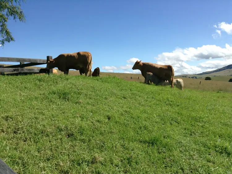 Fifth view of Homely rural property listing, 3698 Border Road, Killarney QLD 4373