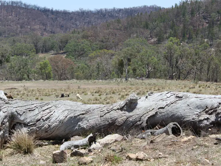 Main view of Homely land listing, 353 Torrington Road, Torrington NSW 2371