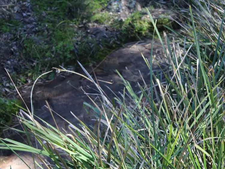 Fifth view of Homely land listing, 353 Torrington Road, Torrington NSW 2371
