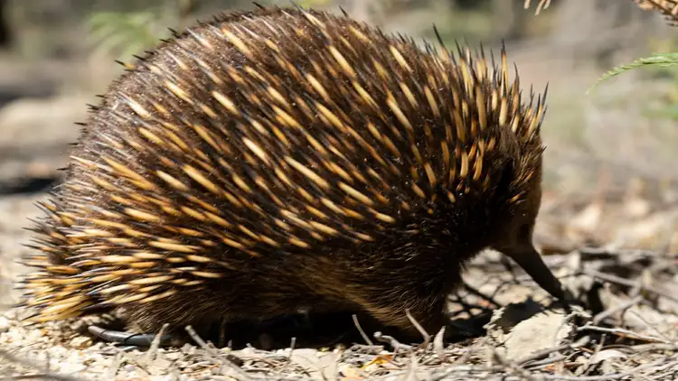 Sixth view of Homely rural property listing, Address available on request