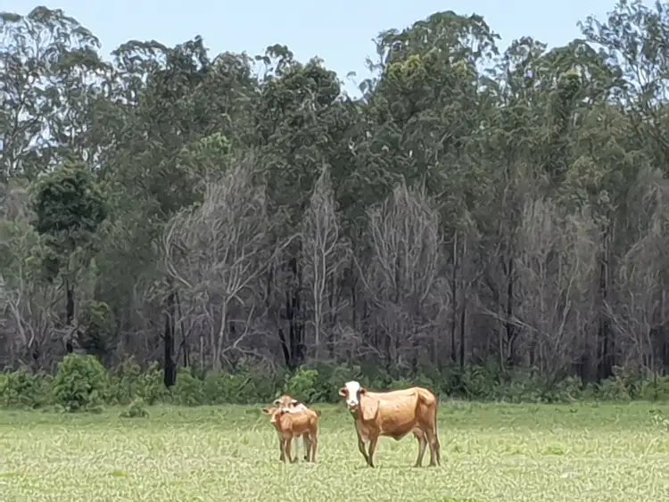 Seventh view of Homely rural property listing, Lot 54 Mothersoles Road, Ellangowan NSW 2470
