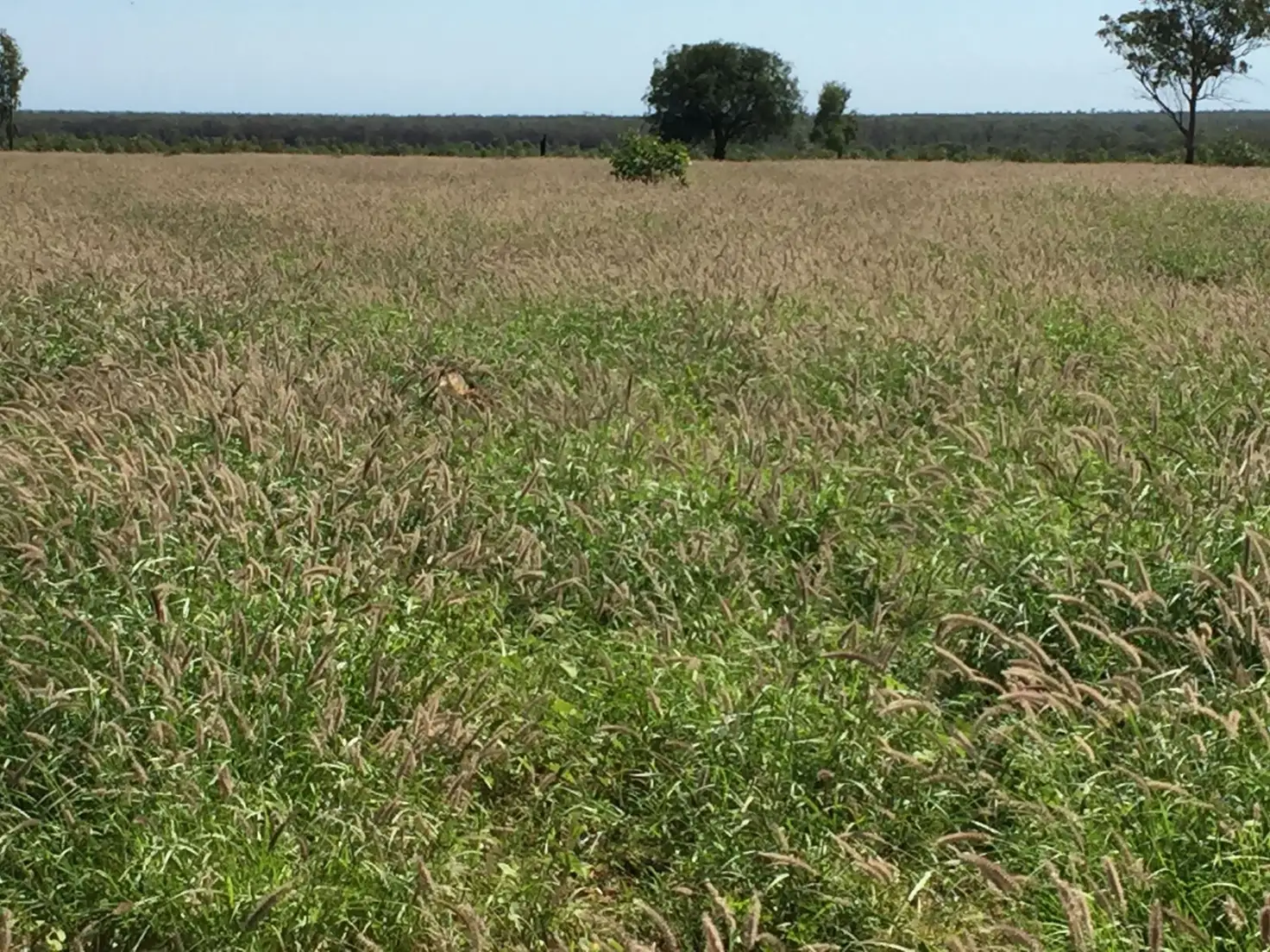 Main view of Homely rural property listing, 2 Foilview Road, Roma QLD 4455