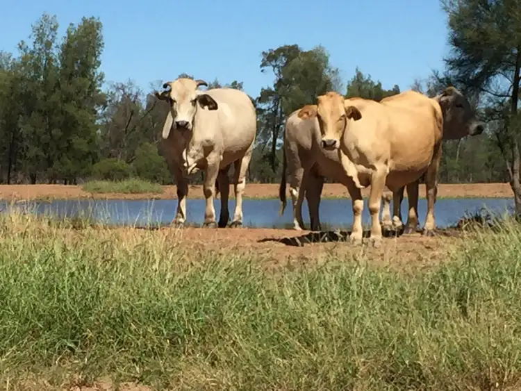 Second view of Homely rural property listing, 2 Foilview Road, Roma QLD 4455