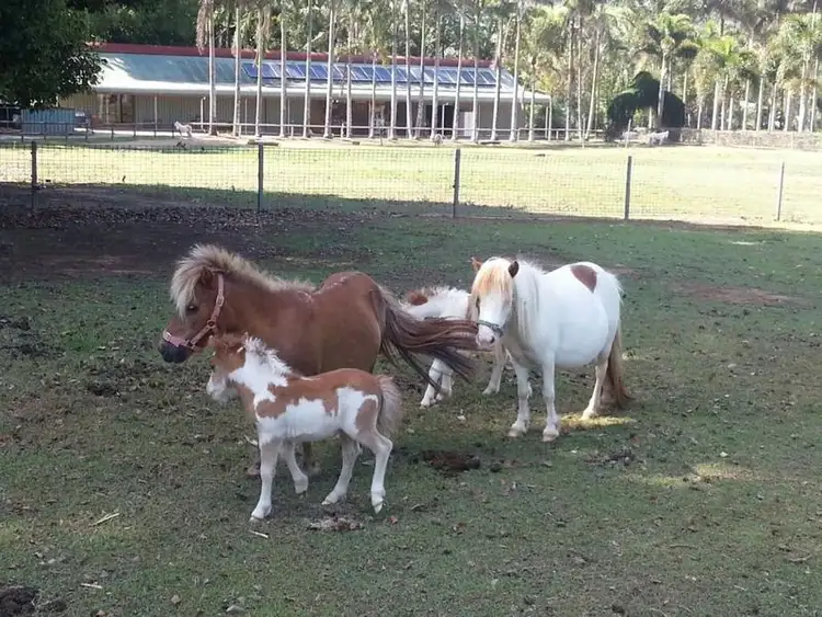 Seventh view of Homely house listing, 1004 Numinbah Road Crystal Creek, Murwillumbah NSW 2484