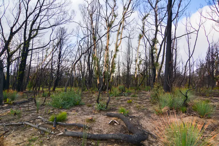 Fourth view of Homely rural property listing, 70 Valley View Road, Dargan NSW 2786