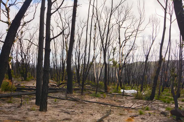 Fifth view of Homely rural property listing, 70 Valley View Road, Dargan NSW 2786